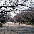 07-這是上野公園的櫻花步道