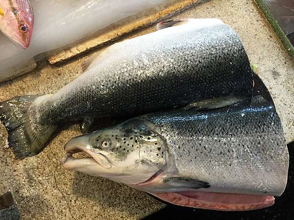 如何挑選鮭魚 鐵雄說故事專欄2 0 痞客邦