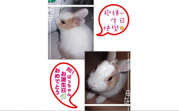 狗狗送的賀圖 狗狗送的賀圖