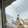 國王企鵝@木柵動物園