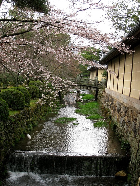 流水、櫻花、小橋，還有白鷺鷥