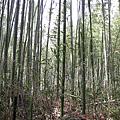 野宮神社附近的竹林