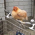 嵐山特產（？）－一隻超厲害的雞！！
