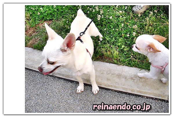 reina初めての川越。。。小江戸 0180417.jpg