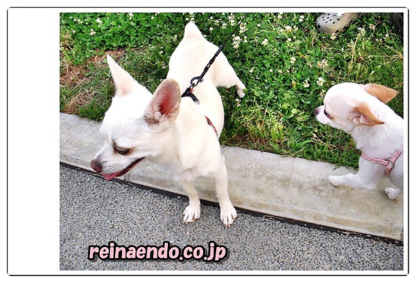 reina初めての川越。。。小江戸 0470417.jpg