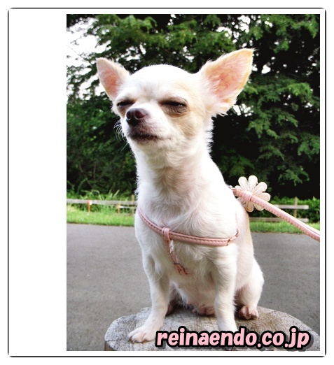 reina初めての川越。。。小江戸 0410417.jpg