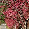 往武陵農場路上的櫻花！！