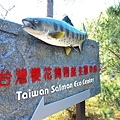 大名鼎鼎的櫻花鉤吻鮭就在武陵農場裡