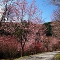 路上全都是櫻花！