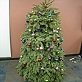 這是真的聖誕樹喔!!!