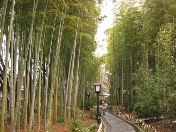 修善寺溫泉區竹林小徑