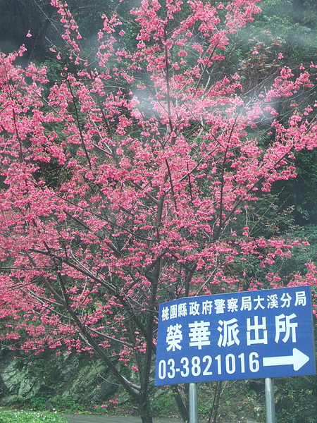 北橫榮華段 068.jpg