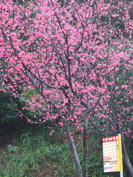 北橫台7線 049.jpg