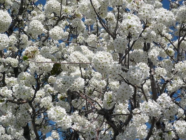 Spring in Napa