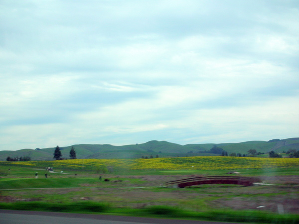 2009 Napa Valley Mustard 