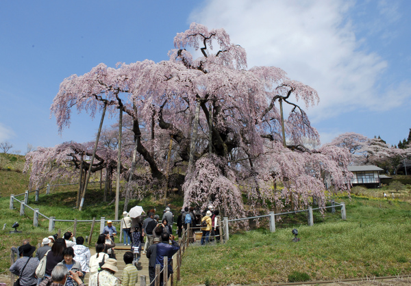 2009Sakura_058.JPG