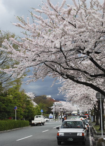 2009Sakura_381.jpg