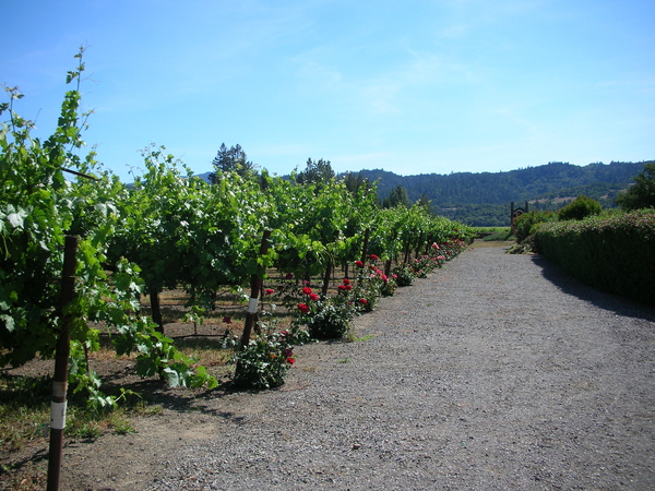 Turnbull Winery