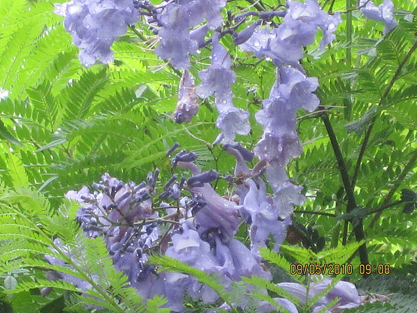 藍花楹(花一).JPG