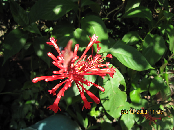 紅苞花.JPG