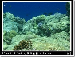 palau-day-3-大斷層-288