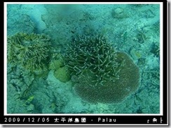 palau-day-3-飯店外海浮潛-173