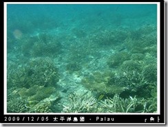 palau-day-3-飯店外海浮潛-105