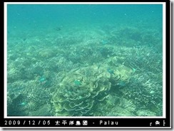 palau-day-3-飯店外海浮潛-104