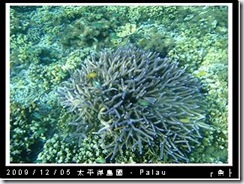 palau-day-3-飯店外海浮潛-152