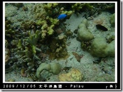 palau-day-3-大斷層-236