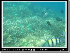 palau-day-3-飯店外海浮潛-112