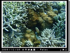 palau-day-3-飯店外海浮潛-148