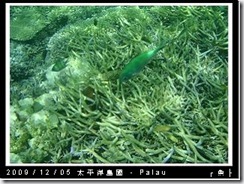 palau-day-3-大斷層-156