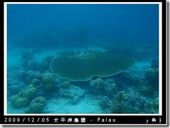 palau-day-3-飯店外海浮潛-190