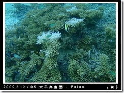 palau-day-3-飯店外海浮潛-182