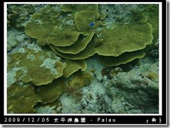 palau-day-3-大斷層-238