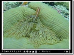 palau-day-3-大斷層-204