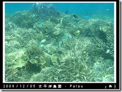 palau-day-3-飯店外海浮潛-106