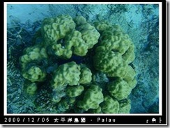 palau-day-3-飯店外海浮潛-179