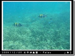 palau-day-3-飯店外海浮潛-128