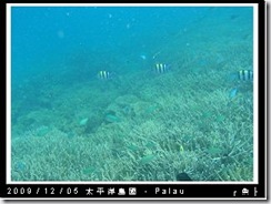 palau-day-3-飯店外海浮潛-126