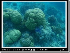 palau-day-3-飯店外海浮潛-186