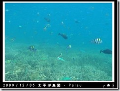 palau-day-3-飯店外海浮潛-129