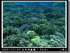 palau-day-3-飯店外海浮潛-147