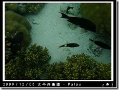 palau-day-3-大斷層-235