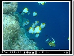 palau-day-3-大斷層-226