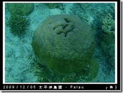 palau-day-3-飯店外海浮潛-178