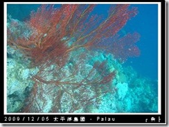 palau-day-3-大斷層-228