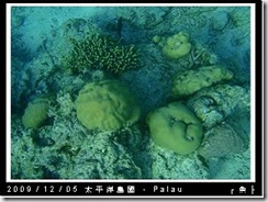 palau-day-3-飯店外海浮潛-174