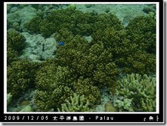 palau-day-3-大斷層-233